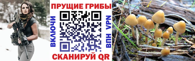сколько стоит  маркетплейс официальный сайт  Псилоцибиновые грибы MAGIC MUSHROOMS  Куртамыш 